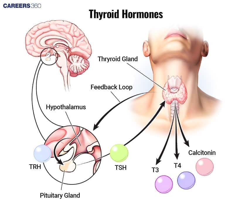 Diagram showing hypothalamus–pituitary–thyroid axis with TRH, TSH, and thyroid hormones T3, T4, and calcitonin regulated through feedback loops.