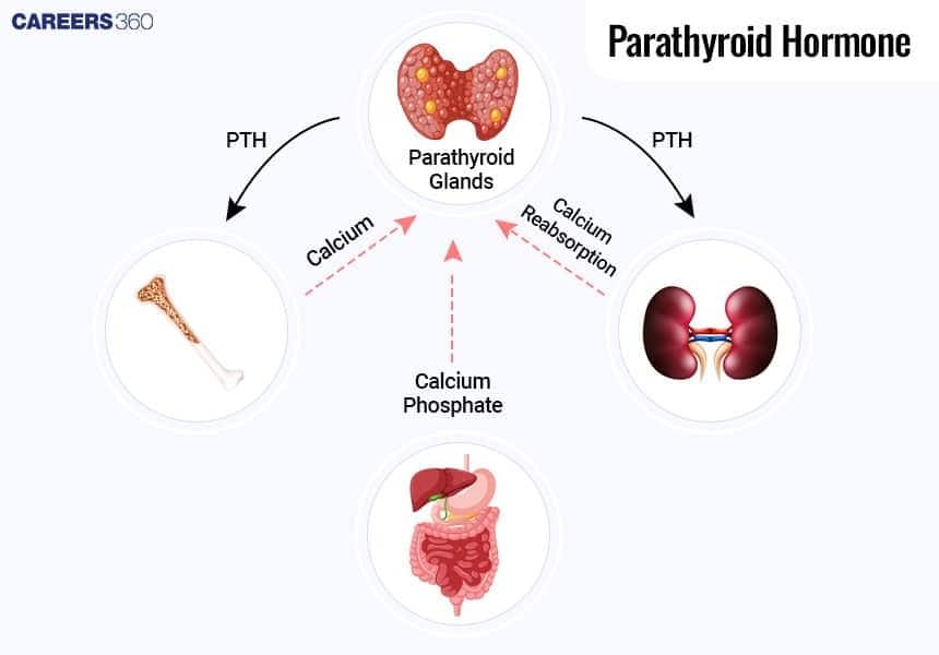 Illustration of parathyroid hormone (PTH) regulating calcium and phosphate levels via effects on bones, kidneys, and intestines.