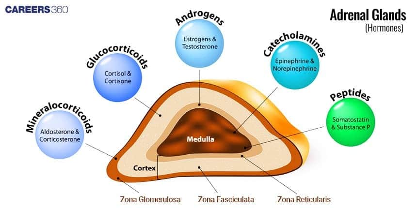 Cross-section of adrenal gland showing cortex and medulla with secretion of mineralocorticoids, glucocorticoids, and catecholamines.