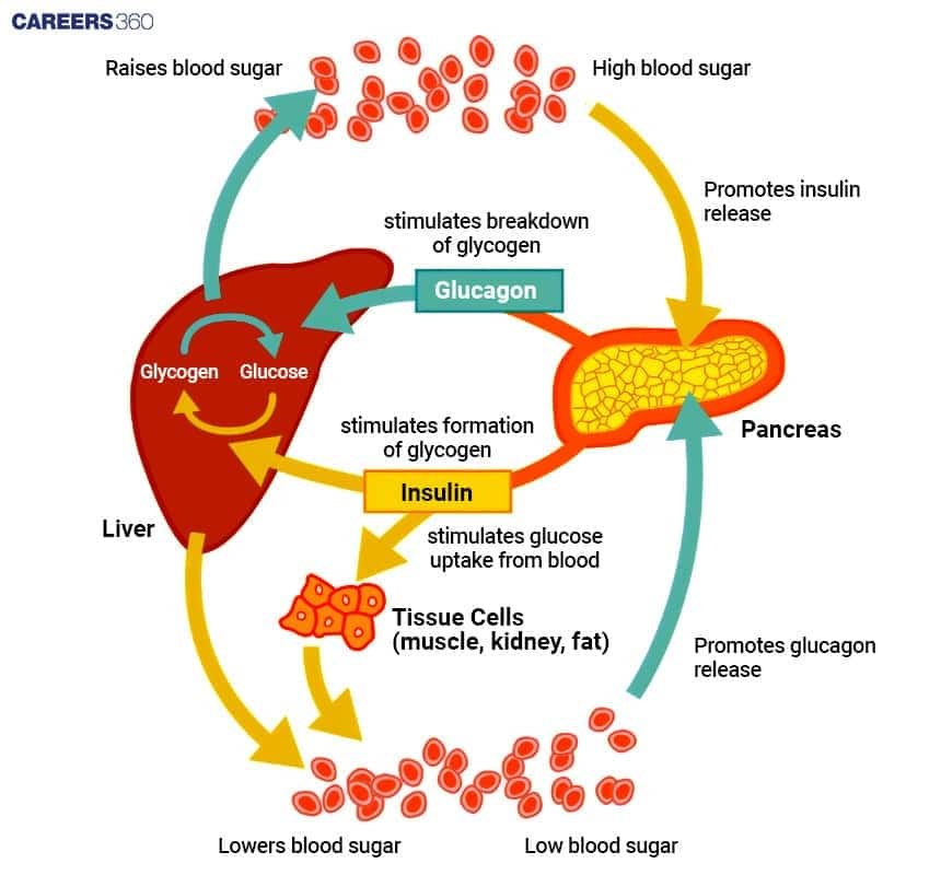 Flow diagram explaining how insulin and glucagon from the pancreas regulate blood glucose levels through liver and body tissues.