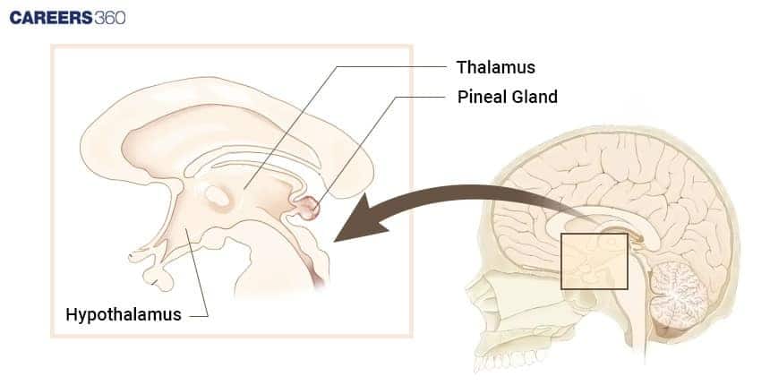 Sagittal view of the human brain highlighting the hypothalamus, thalamus, and pineal gland, with an inset showing their precise location within the brain.