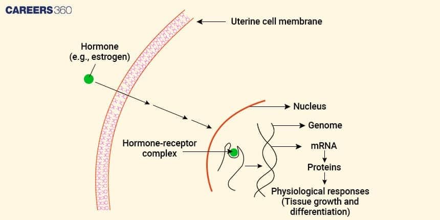 Diagram showing the mechanism of steroid hormone action, where estrogen enters the cell, forms a hormone-receptor complex, activates genes in the nucleus, and leads to protein synthesis and physiological responses.