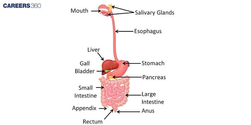 Diagram of the human digestive system showing the mouth and salivary glands, esophagus, stomach, liver, gall bladder, pancreas, small intestine, large intestine, appendix, rectum, and anus.