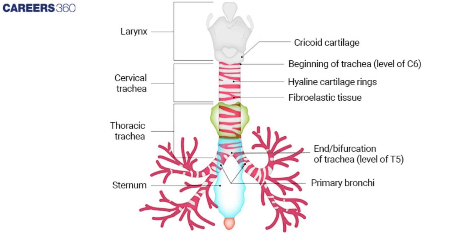 Labeled diagram of the trachea showing the larynx, cervical and thoracic trachea, cartilage rings, and bifurcation into the primary bronchi.