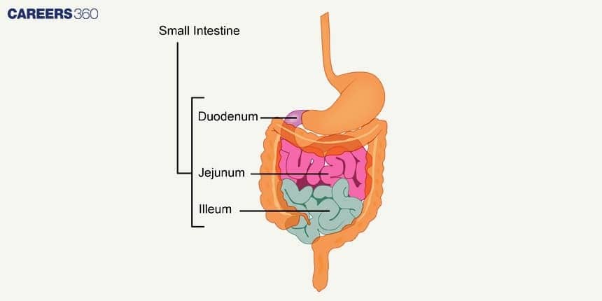 Diagram of the small intestine showing its three regions—duodenum, jejunum, and ileum—arranged within the abdominal cavity and connected to the stomach.