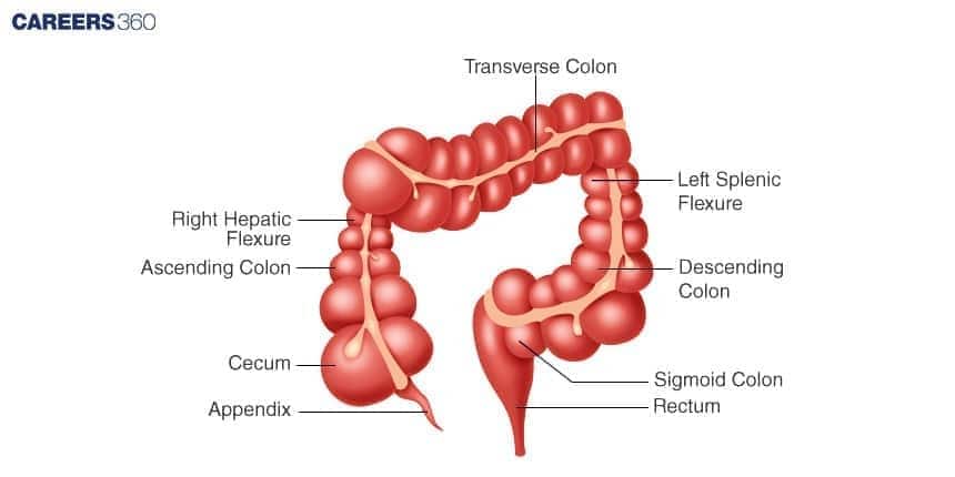 Diagram of the large intestine showing labeled parts including the cecum, appendix, ascending, transverse, descending and sigmoid colon, rectum, and hepatic and splenic flexures.
