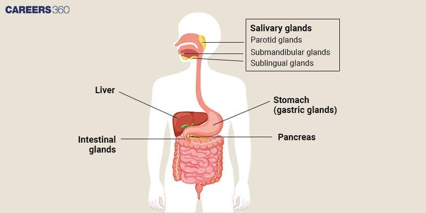 Diagram of the human digestive system highlighting digestive glands, including salivary glands, stomach (gastric glands), liver, pancreas, and intestinal glands.