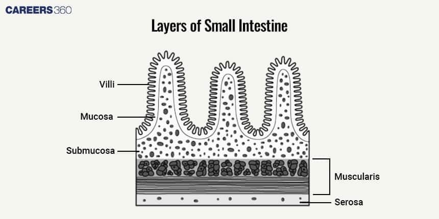 Diagram of the layers of the small intestine showing villi, mucosa, submucosa, muscularis, and serosa, highlighting the structure involved in digestion and absorption.