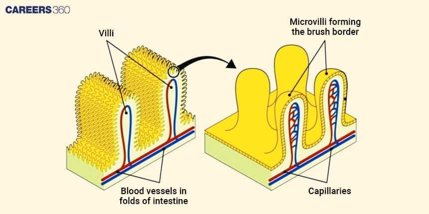 Diagram showing intestinal villi and microvilli forming the brush border, with blood vessels and capillaries illustrating increased surface area for nutrient absorption.