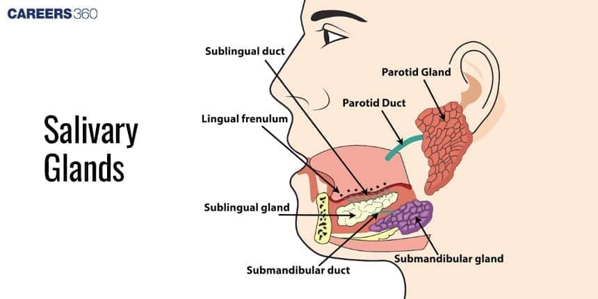 Labeled diagram of human salivary glands showing parotid, submandibular, and sublingual glands along with their ducts inside the mouth and jaw region.