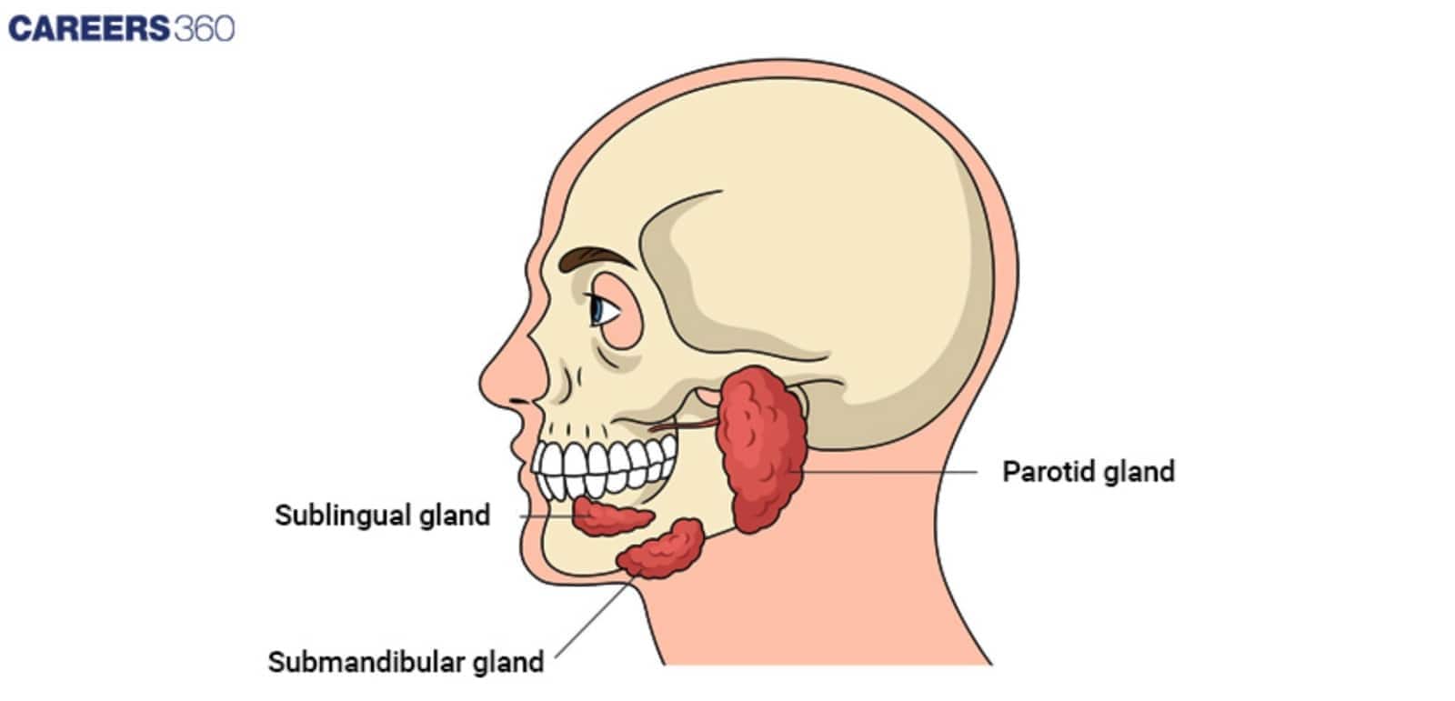 Side-view diagram of the human head showing the major salivary glands—parotid, submandibular, and sublingual—and their anatomical positions around the jaw and mouth.