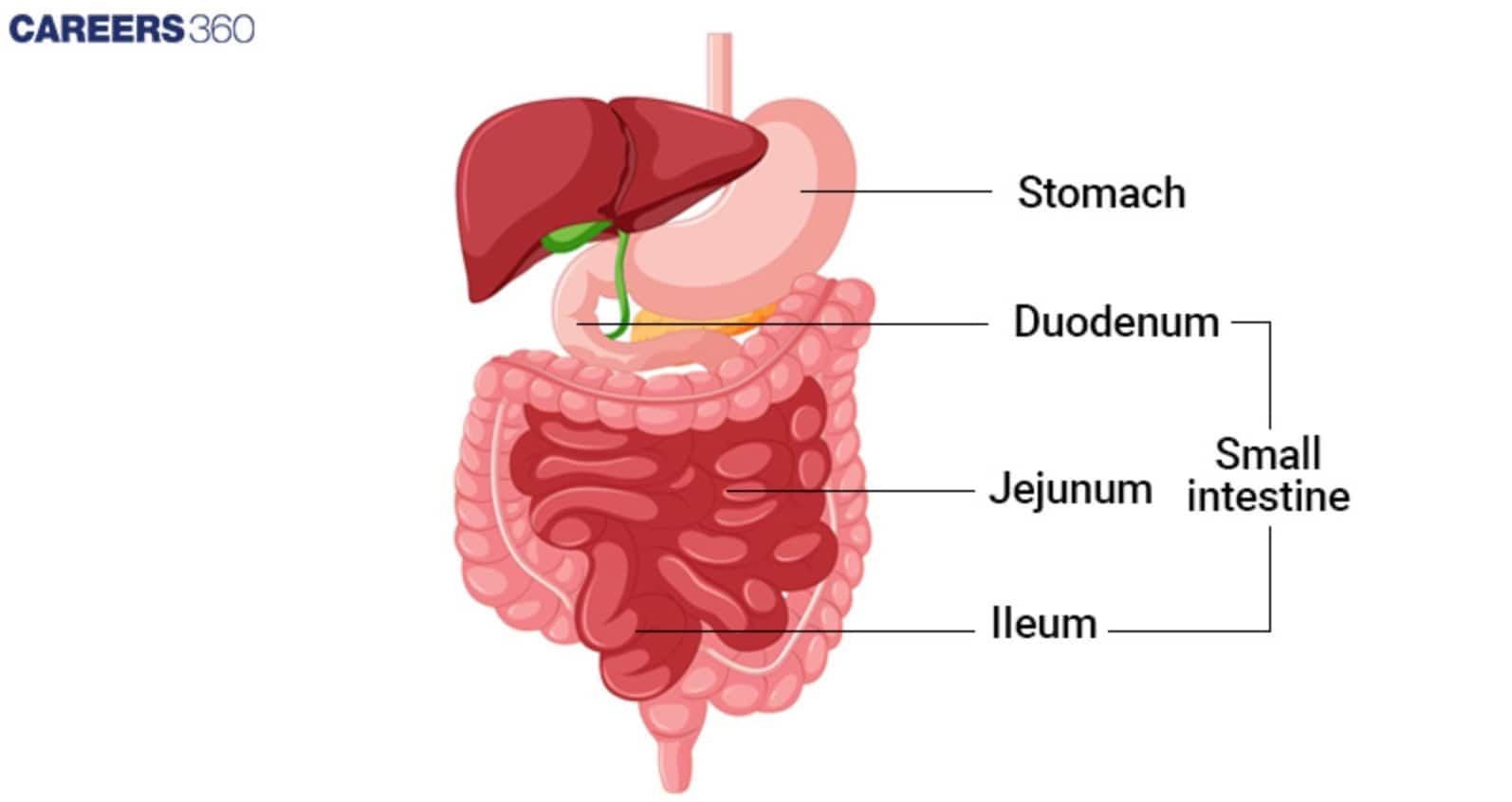 Diagram of the digestive tract highlighting the stomach and small intestine, with labeled sections: duodenum, jejunum, and ileum.