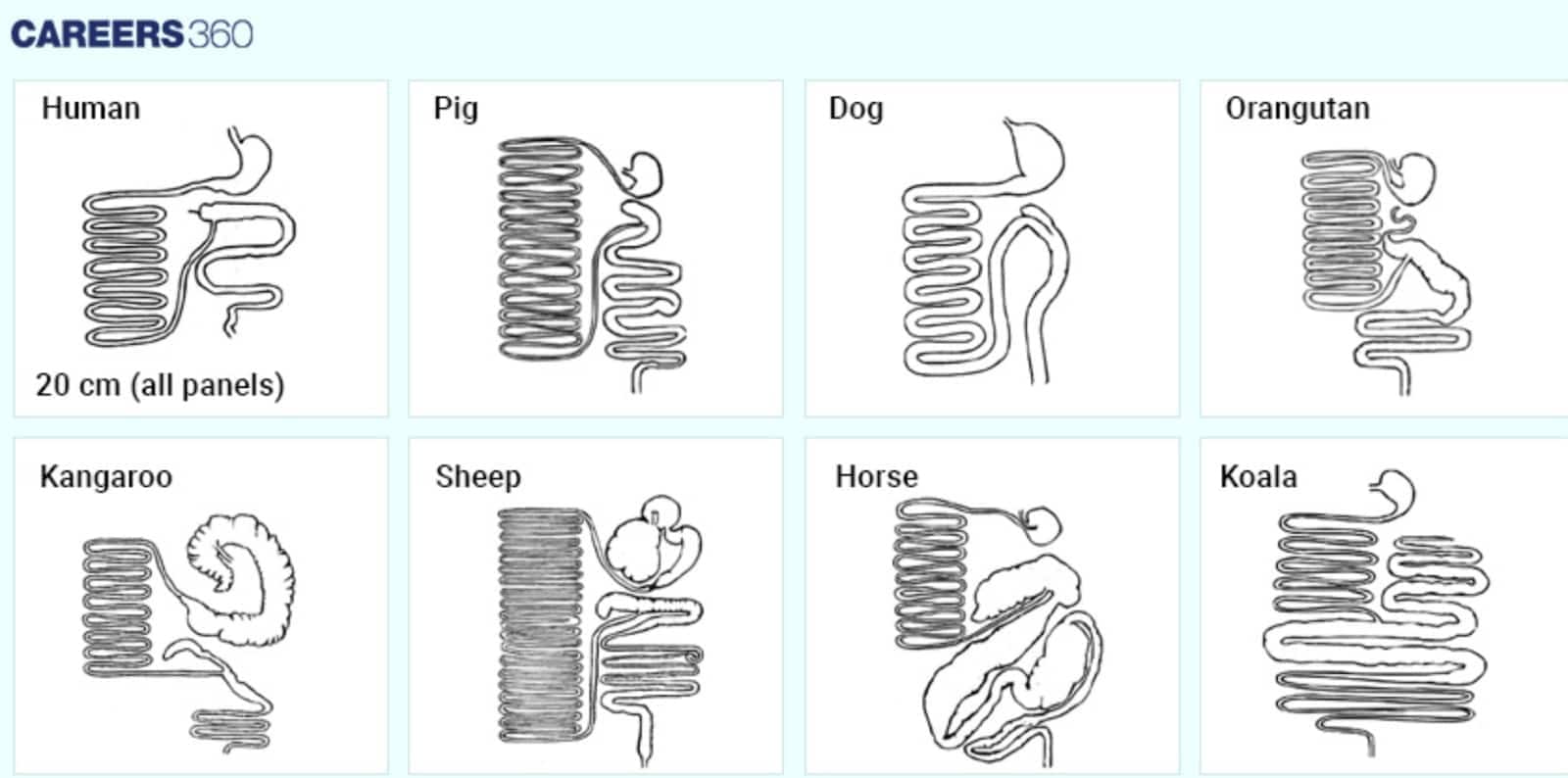 Comparative diagram of digestive systems in mammals showing intestine structure and length in human, pig, dog, orangutan, kangaroo, sheep, horse, and koala, highlighting differences related to diet and digestion.