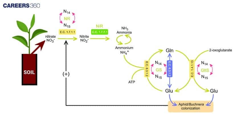 Diagram illustrating nitrogen assimilation in plants, showing nitrate uptake from soil, reduction of nitrate to nitrite and ammonium, and assimilation via GS–GOGAT pathway producing glutamine and glutamate, with enzyme steps and nitrogen isotope cycling.