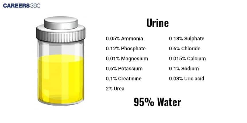  A diagram of the human kidney anatomy, showing the external view and an internal cross-section labeled with the renal artery, vein, ureter, cortex, and medulla.