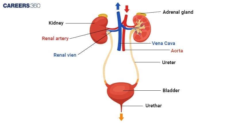  A diagram showing the composition of urine, which is 95% water and contains solutes like 2% Urea, K  +  , Cl  −  , Na  +  , Creatinine, and Ammonia.