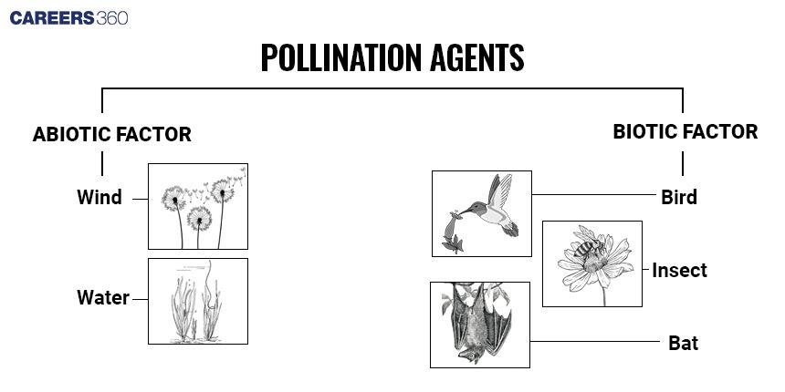  A diagram illustrating the pollination agents, categorized as Abiotic Factors (Wind, Water) and Biotic Factors (Bird, Insect, Bat).