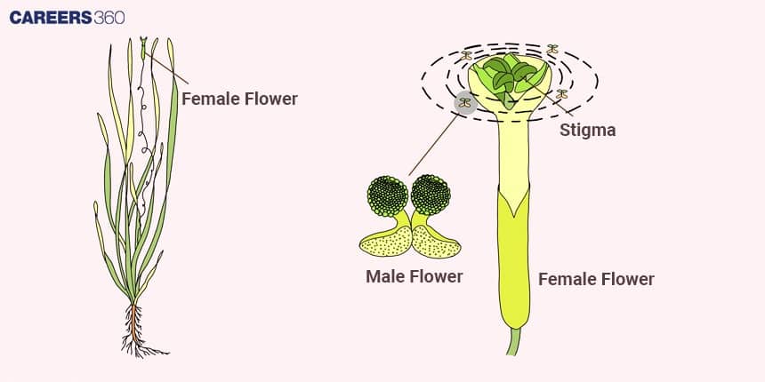 A diagram showing the structure of Vallisneria plant with its long, submerged leaves, and separate male and female flowers for hydrophily (water pollination).