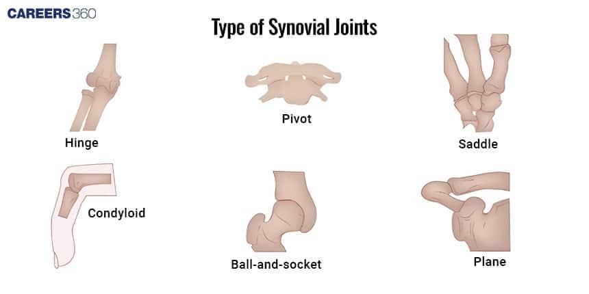  A diagram showing the six common Types of Synovial Joints: Hinge, Pivot, Saddle, Condyloid, Ball-and-socket, and Plane joints.