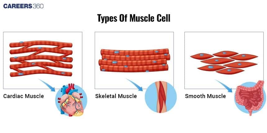 A detailed diagram comparing the three Types of Muscle Cells: Cardiac (in the heart), Skeletal (striated and voluntary), and Smooth (non-striated and involuntary, found in organs like the intestine).