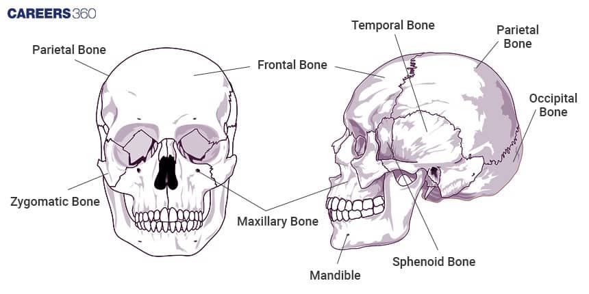 A diagram of the human skull showing the Frontal, Parietal, Temporal, Occipital, Maxillary, Mandible, and Zygomatic bones in anterior and lateral views.