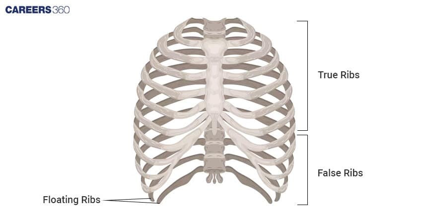 A diagram of the rib cage showing the True Ribs (ribs 1-7), False Ribs (ribs 8-10), and the Floating Ribs (ribs 11-12) at the bottom.