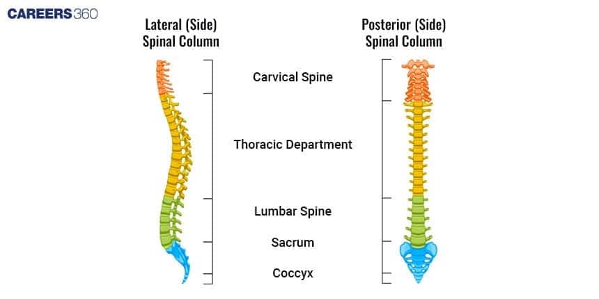 A labeled diagram of the human spinal column, showing the five main regions: Cervical, Thoracic, Lumbar, Sacrum, and Coccyx.