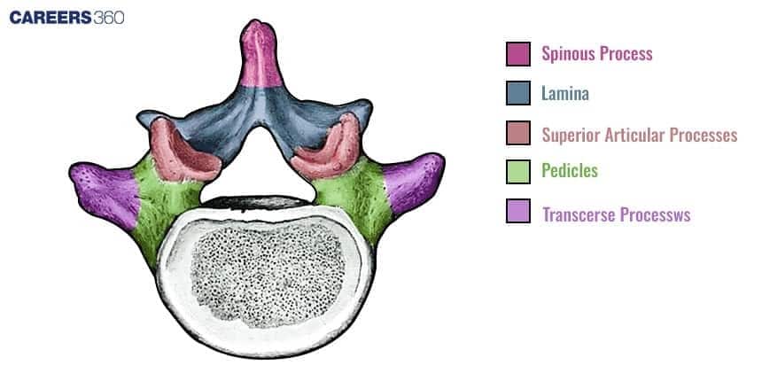 A colored diagram of a single vertebra, showing the key anatomical features including the Spinous Process, Lamina, Pedicles, and Transverse Processes.