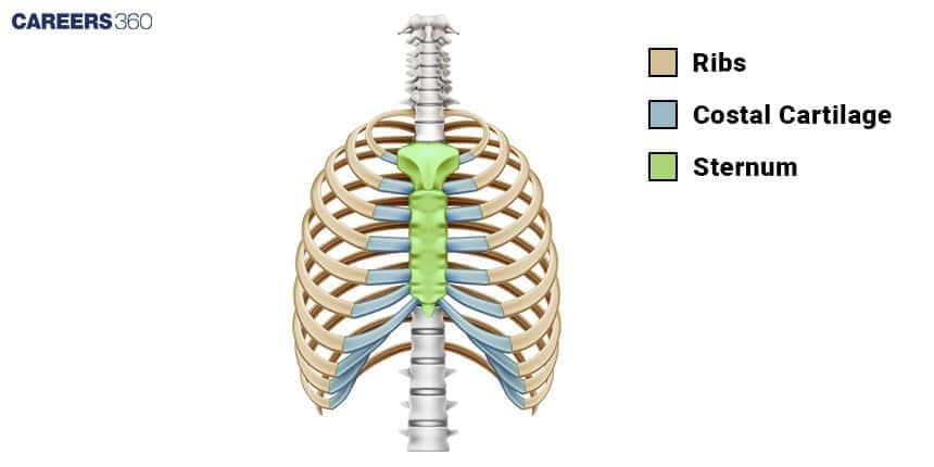 A diagram of the rib cage showing the True Ribs (ribs 1-7), False Ribs (ribs 8-10), and the Floating Ribs (ribs 11-12) .