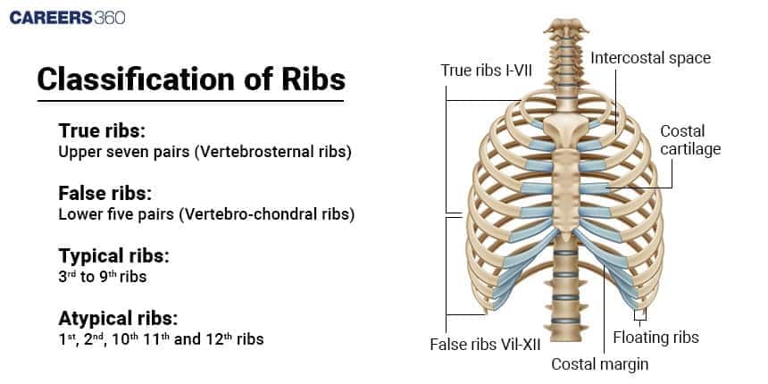  A diagram illustrating the Classification of Ribs into True Ribs (I-VII), False Ribs (VIII-XII), and the lower-most Floating Ribs.