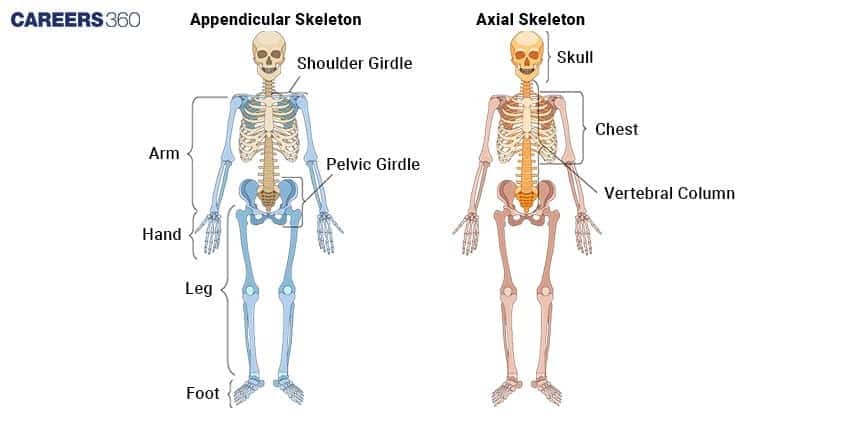 A diagram comparing the Appendicular Skeleton (limbs and girdles) and the Axial Skeleton (skull, vertebral column, and chest/rib cage).