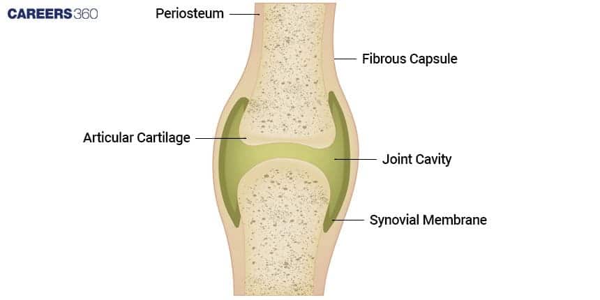 A labeled diagram of a synovial joint structure, showing the Articular Cartilage, Joint Cavity, Synovial Membrane, Fibrous Capsule, and Periosteum.