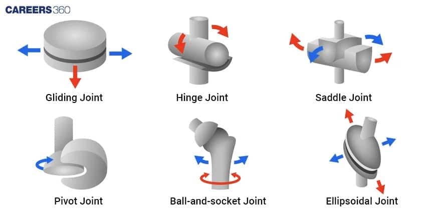 A diagram showing the six main Types of Synovial Joints: Gliding/Plane, Hinge, Pivot, Saddle, Condyloid/Ellipsoidal, and Ball-and-socket joints.