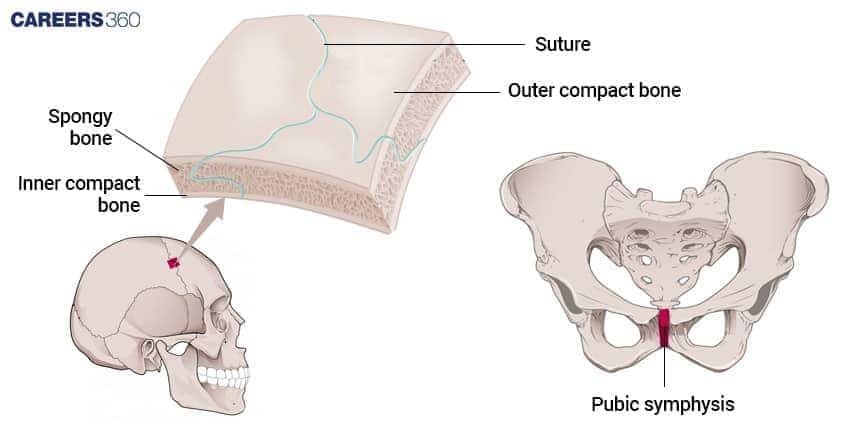 A diagram illustrating the three main Types of Fibrous Joints: Sutures (like in the skull), Syndesmoses (like between bones in the leg), and Gomphoses (tooth in socket).