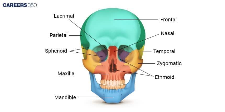 A labeled diagram of the human skull showing the Frontal, Parietal, Temporal, Occipital, Maxilla, and Mandible bones in anterior and lateral views.