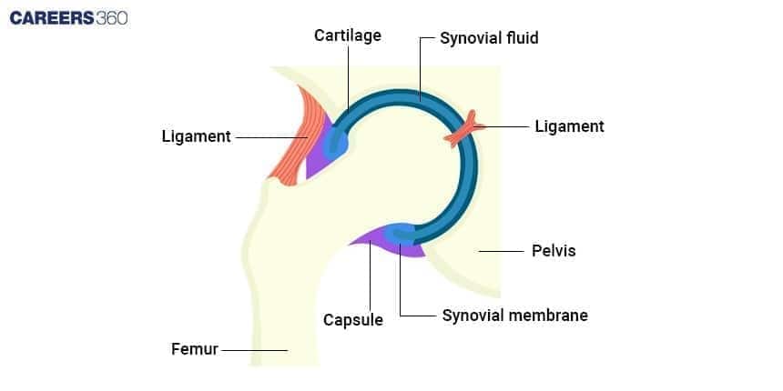 Diagram of hip joint structure showing pelvis, femur, ligaments, cartilage, synovial fluid, synovial membrane, and capsule.