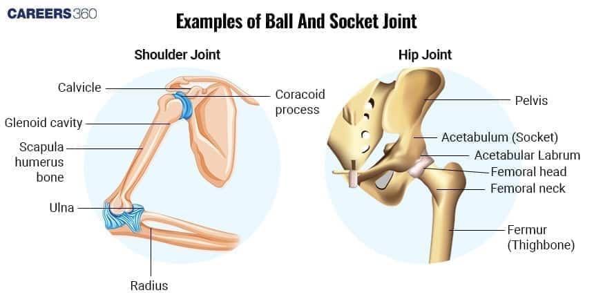 Diagram showing examples of ball and socket joints: the shoulder joint with clavicle, scapula, humerus, glenoid cavity, coracoid process, ulna, and radius; and the hip joint with pelvis, acetabulum, acetabular labrum, femoral head, femoral neck, and femur.