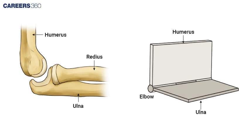 Comparison of the elbow’s hinge joint anatomy with a door hinge, showing movement between humerus, radius, and ulna.