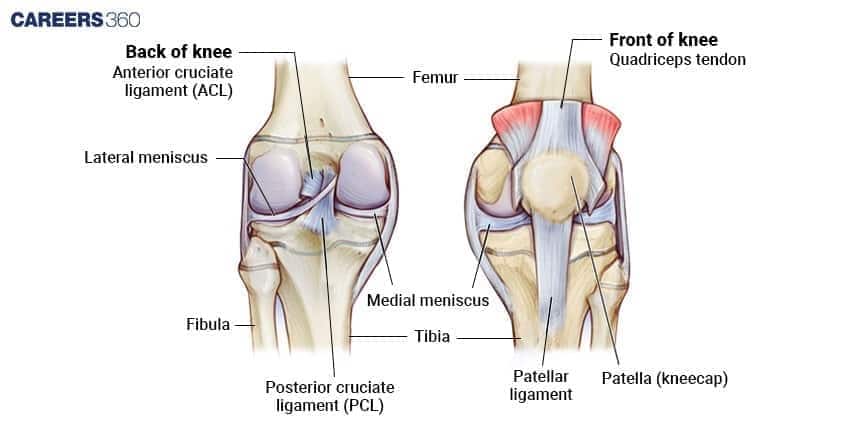 Illustration of the human knee joint showing femur, tibia, fibula, menisci, patella, and major ligaments from front and back views.