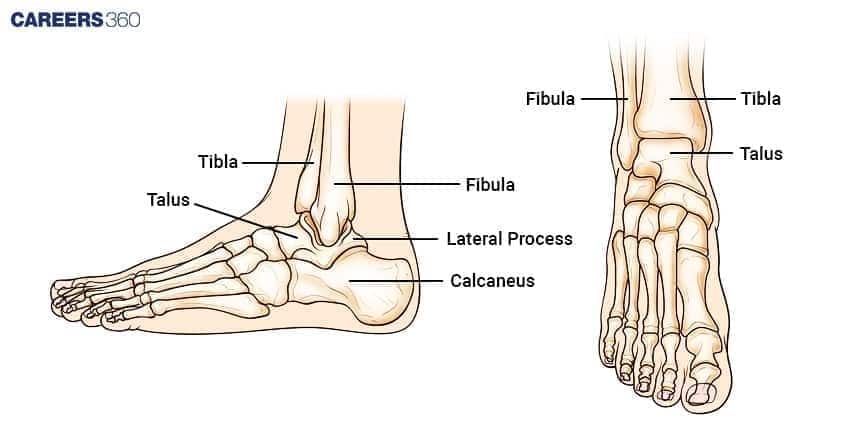 Hinge joints of the AnkleLabeled diagram of the human ankle and foot showing tibia, fibula, talus, calcaneus, and lateral processes from side and front views.