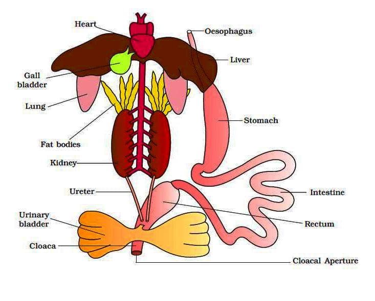 Internal anatomy of Frog