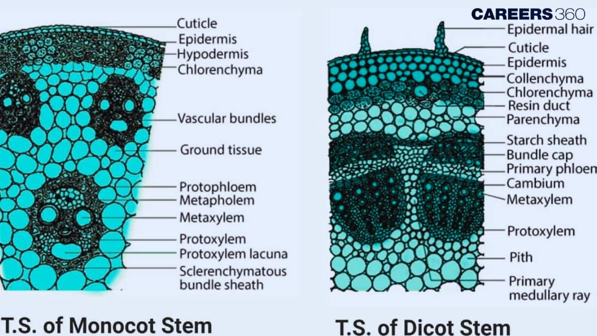 Monocot stem and Dicot stem 