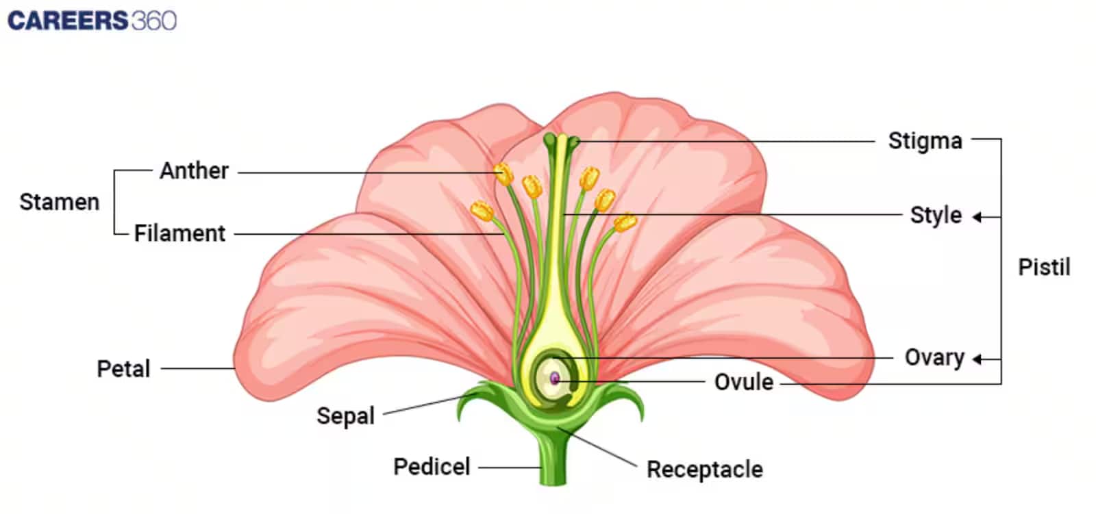 Longitudinal Section of a Flower