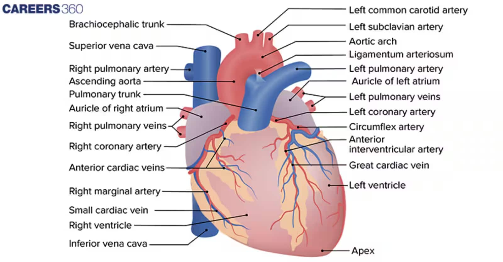 Structure of the Heart