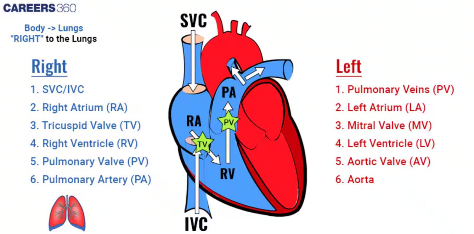 Cardiac Cycle