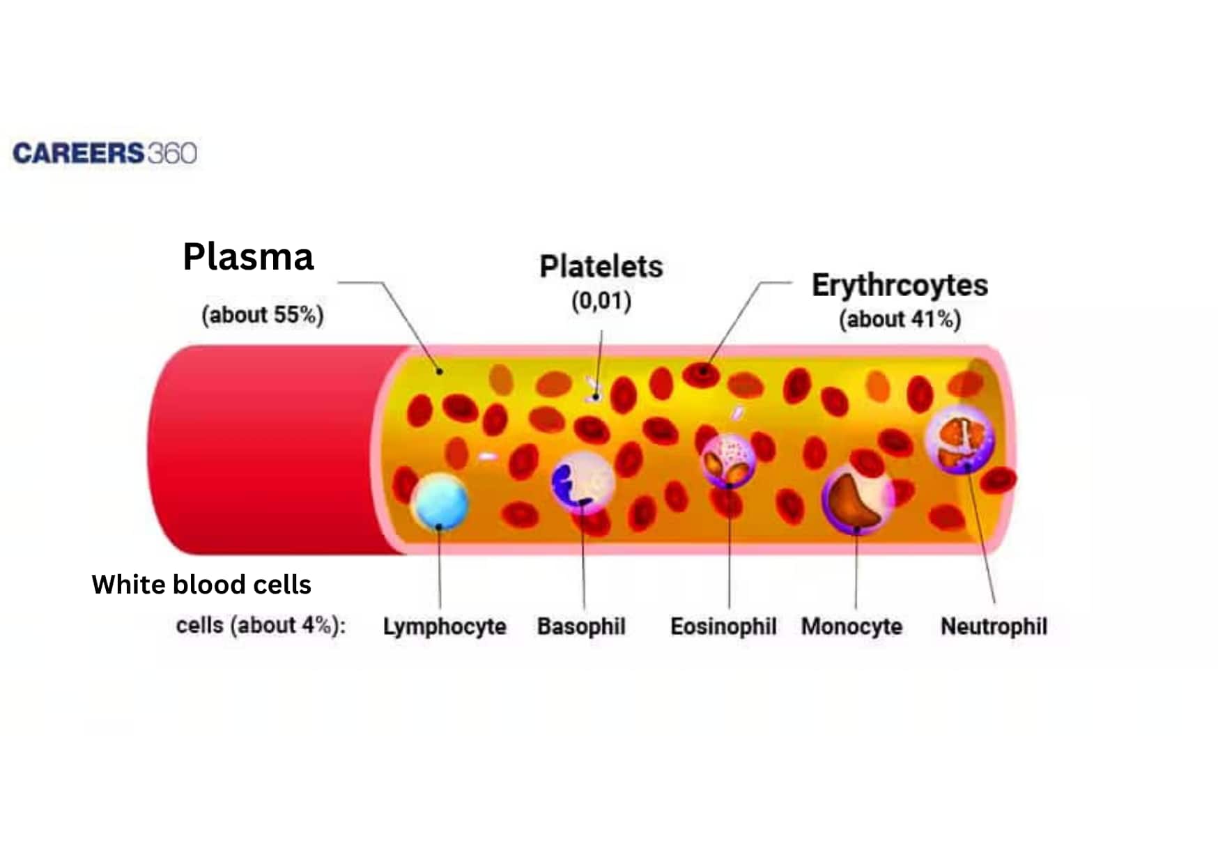 Diagram of Blood Components