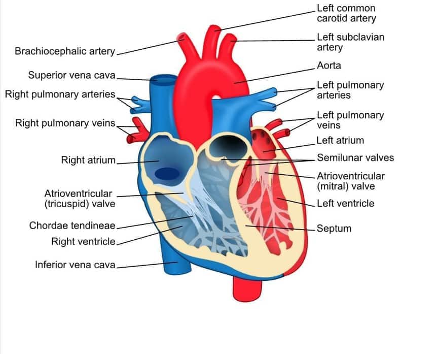 human heart