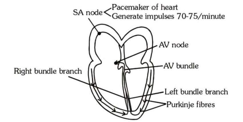 cardiac cycle