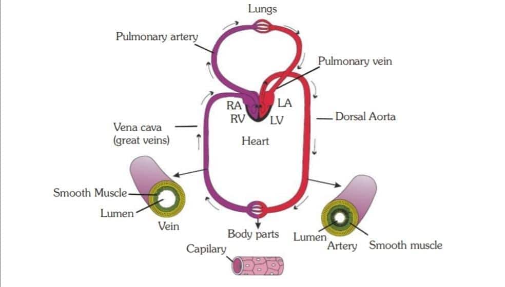 blood circulation