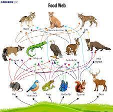 food web